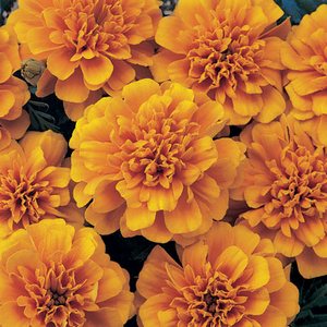 Tagetes